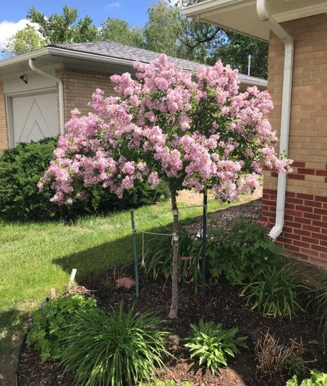 Lilac Tree Landscaping, Small Trees For Landscaping, Korean Lilac Tree, Korean Lilac, Japanese Lilac, Korean Garden, Front Door Landscaping, Shrubs For Landscaping, Trees For Front Yard