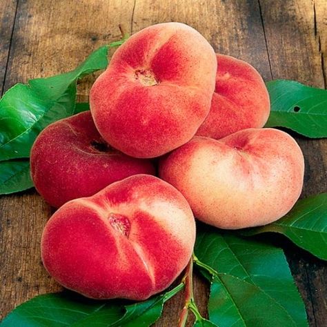 Peach Varieties, Flat Peach, Nectarine Fruit, Flat Peaches, Kiwi Vine, Fruit Berries, Unique Vegetables, Low Carb Fruit, Peach Tree