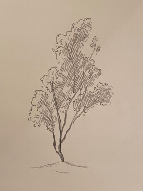 1 Minute Sketch, 5 Minute Sketches, Glenn Murcutt Drawings, Tree Study, Drawing Exercises, Art Classes, Art World, Art Projects, Sketch Book