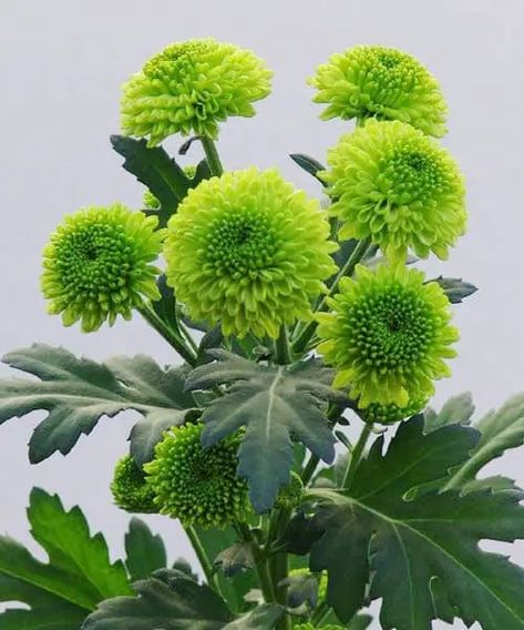 Green Chrysanthemum Green Chrysanthemum, Orchid Varieties, Edging Plants, Hypericum Berries, Deer Resistant Plants, Cymbidium Orchids, Chrysanthemum Flower, Flower Spike, Organic Seeds