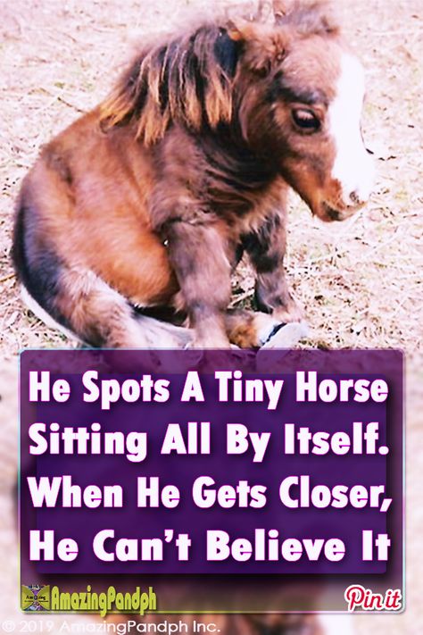 This tiny horse is melting hearts all over the Internet. Just wait till you see her... #tiny #horse #miniature #pony #foal #smallhorse Miniature Horse Foal, Reining Saddle, Miniature Pony, Aesthetic Animation, Anime Tattoo Designs, Iphone Hack, Funny Horse Pictures, Small Quilt Projects, Animal Aesthetic