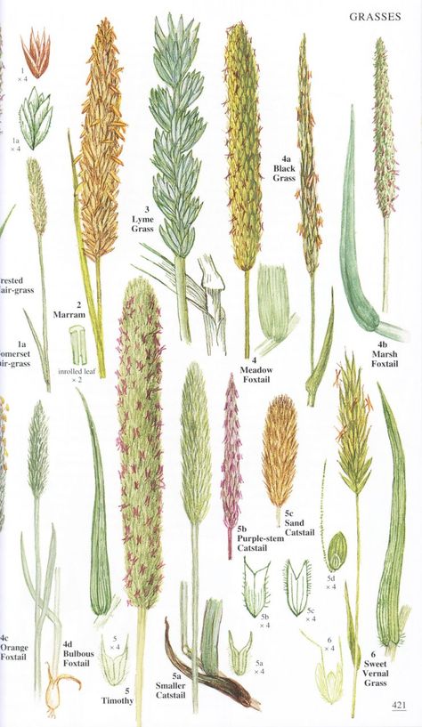 Plants Identification, Grass Species, British Wild Flowers, Tree Identification, Unusual Plants, Plant Identification, Store Hours, Plant Illustration, Plants Flowers