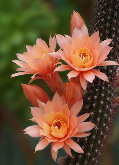 Cactus Pictures, Beautiful Cactus, Cactus Planta, Cactus Blossoms, Blooming Cactus, Desert Flowers, Wonderful Flowers, Unusual Plants, Unusual Flowers