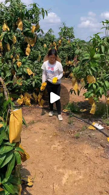 FRUIT🍊 | NATURE⛰️ | FOOD🌮 on Instagram: "Mango Farming #mango" Mango Video, Nature Food, Paid Promotion, Amazing Video, Healthy Fruits, Copyright Infringement, Fix It, Cool Gifs, Promotion