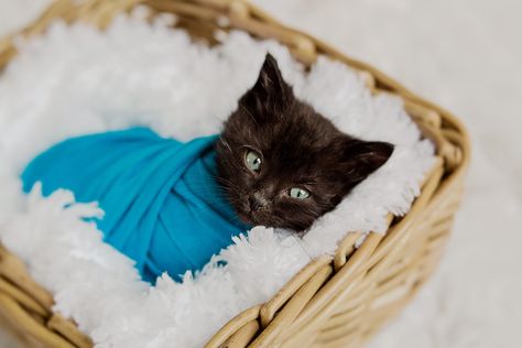 Kitten Photography Ideas, Kitten Photoshoot Ideas, Cat Photoshoot Ideas, Kitty Photoshoot, Kitten Photoshoot, Cat Photoshoot, Kitten Photography, Animal Photoshoot, Easter Photoshoot