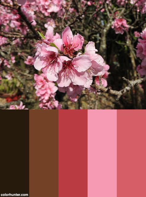 Sakura Color Palette, Sakura Colour Palette, Cherry Blossom Color Palette Colour Schemes, Sakura Season Aesthetic, Sakura Journal Ideas, Ritual Of Sakura, Color Palette Pink, Palette Color, Fall Color Palette