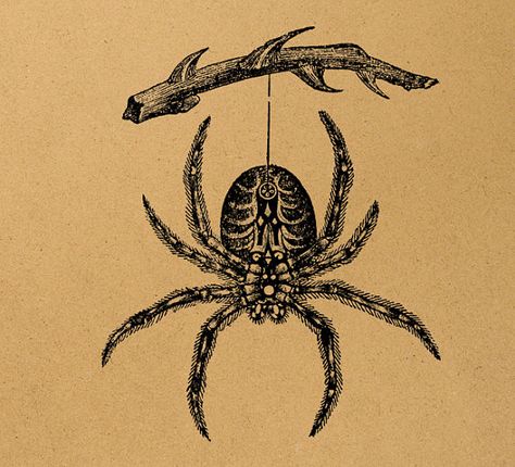 Spider Illustration, Magick Symbols, Vintage Spider, Insect Tattoo, Moth Art, Flash Tattoo Designs, Spider Tattoo, Spider Art, Traditional Tattoo Art