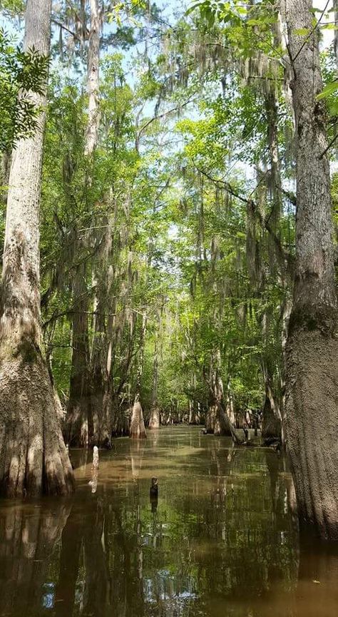 Swamp & Kayak Tours in New Orleans | Honey Island Kayak Tours New Orleans Swamp, Tours In New Orleans, Swamp Tours, Louisiana Travel, Kayak Tours, Louisiana, Kayaking, New Orleans, Places To Visit