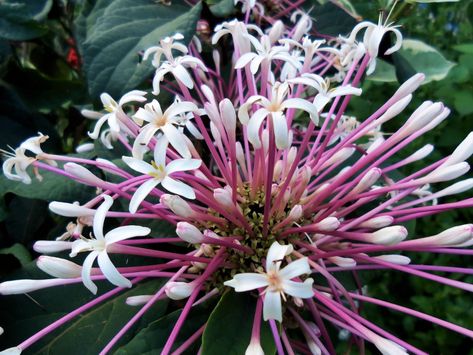 Clerodendrum Quadriloculare STARBURST Shooting Star Tropical Plant Shrub White Pink Flowers Starter Size 4 Inch Pot Emeralds Tm Large Garden Pots, Ground Orchids, White Pink Flowers, Pink Starburst, Purple Leaves, Flowers Purple, Pink Garden, Flowering Plants, Mother Plant