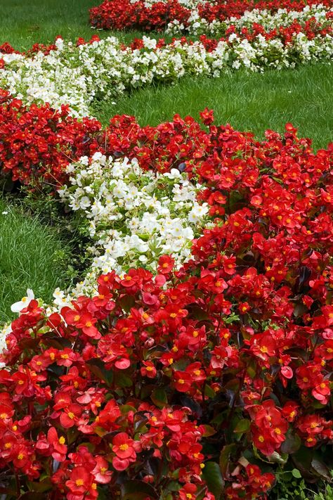 How To Keep Begonias Blooming Big & Strong, All Summer Long! Red Begonia Landscaping, Wax Begonias Landscaping, Begonia Border Flower Beds, Begonia Landscaping Front Yards, Begonias In Flower Beds, Begonia Landscaping, Begonia Flower Bed, Begonias Landscaping, Annual Flower Beds Design