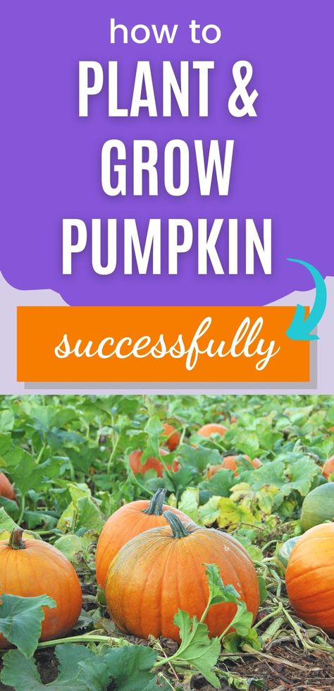 How To Grow A Pumpkin, Pumpkin Plants How To Grow, Pumpkin Planting How To Grow, Best Way To Grow Pumpkins, Planting Pumpkins In Garden, Tips For Growing Pumpkins, Pumpkin Growing Tips, How To Plant Pumpkins, Pumpkin Farming