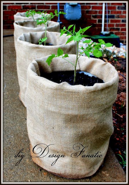 Grow Tomatoes In 5 Gallon Buckets  Next year I'll wrap my buckets in burlap it looks so much nicer than the unsightly blaze orange Home Depot buckets. Tomatoes In 5 Gallon Buckets, Growing Tomatoes Indoors, Tomato Planter, Growing Tomato Plants, 5 Gallon Buckets, Bucket Planters, Growing Tomatoes In Containers, Bucket Gardening, Grow Tomatoes