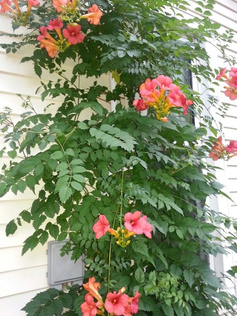 Trumpet Vine.. Trumpet Vine, Sketchbook Art, Gorgeous Gardens, Bougainvillea, Sketchbook Art Inspiration, Garden Landscaping, Vines, Sketch Book, Art Inspiration