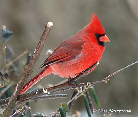 I think cardinals are the easiest birds to photograph, but I liked this picture because of the stillness. Cardinals Wallpaper, Cardinal Pictures, Ohio Birds, Red Robin Bird, Birds Photos, Common Birds, Northern Cardinal, State Birds, Red Robin