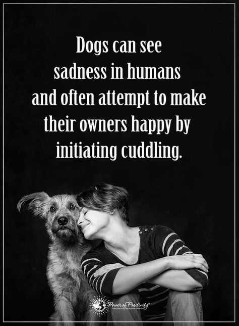 Quotes Dogs can sense your happiness and sadness, and they try their best to cheer you up. Dogs Quotes, Dog Quotes Love, Heartwarming Photos, Dog Rules, Quotes Love, Animal Quotes, Dog Quotes, Dog Care, Dog Life