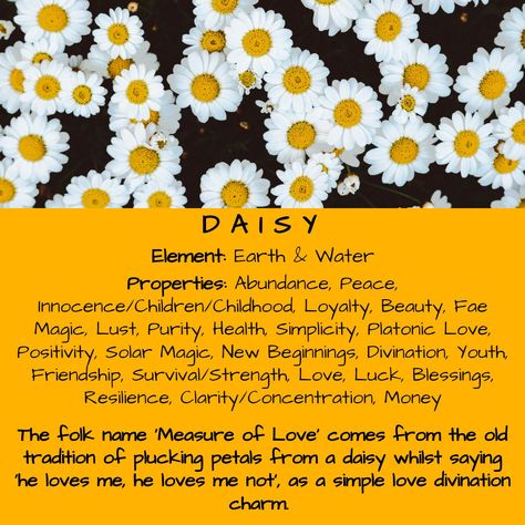 Flowers Witchcraft Meaning, Daisy Symbolism Meaning, Daisy Spiritual Meaning, Flowers Magical Properties, Daisy Witchcraft, Meaning Of Daisy Flowers, Orchid Magical Properties, Daisy Magical Properties, Daisy Benefits