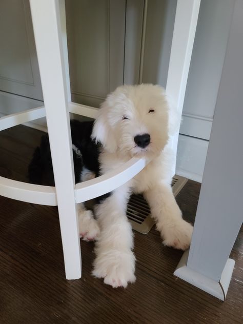 Mini Sheepadoodle, Sheepadoodle Puppy, Old English Sheepdog, Silly Dogs, Baby Puppies, Sweet Animals, Cute Little Animals, Dog Pictures, Animals Friends