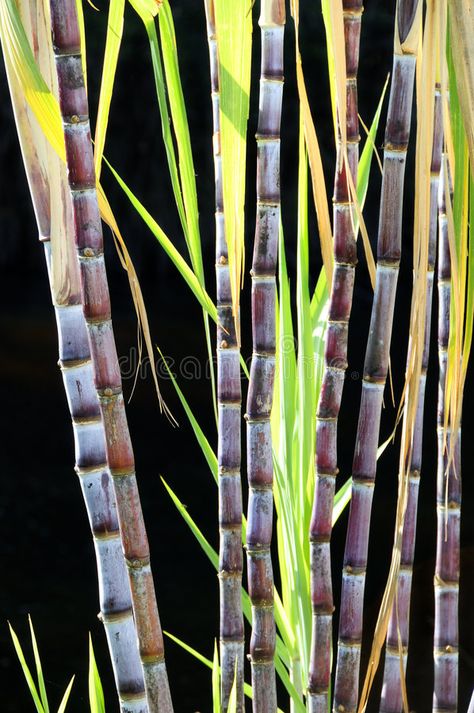 Sugar cane. Detail of sugar cane plants isolated over black background , #affiliate, #Detail, #sugar, #Sugar, #cane, #black #ad Sugarcane Logo Design, Sugarcane Painting, Sugar Cane Drink, Sugar Cane Farm, Sugar Cane Plant, Cane Plant, Agriculture Photos, Sugar Sugar, Cane Sugar