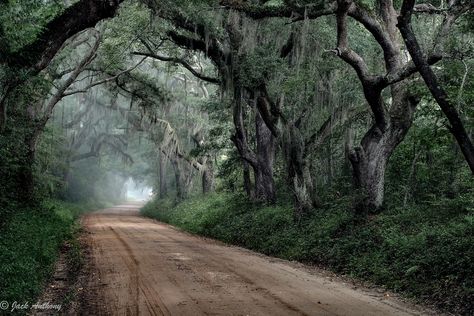 Steamboat Landing Rd., Edisto Island, SC Edisto Beach, Edisto Island, Tree Tunnel, Botany Bay, Time And Tide, Carolina Beach, Spanish Moss, Dirt Road, Beautiful Landscapes