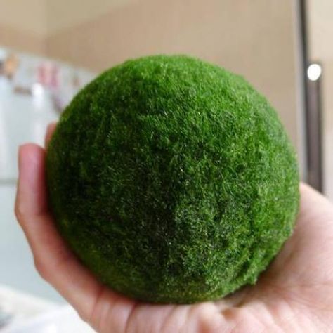 Moss Ball Aquarium, Mario Und Luigi, Marimo Moss Ball, Marimo Moss, Sell Products Online, Garden Bonsai, Nano Aquarium, Moss Ball, Aquarium Landscape