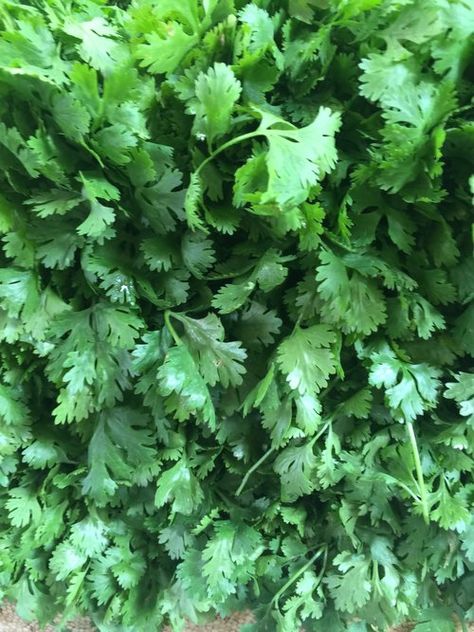 What herbs can be planted together parsley East Facing Garden, Growing Parsley, Cilantro Plant, Cilantro Seeds, Parsley Recipes, Growing Cilantro, Cilantro Chutney, Grilled Pizza, Arugula Salad