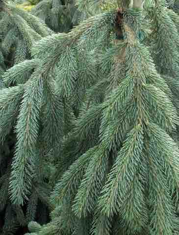 Picea: The Spruce Tree at Portland Nursery and Garden Center. Sitka Spruce Tree, Weeping White Spruce, Norway Spruce Bonsai, Norway Spruce Tree, Serbian Spruce, Weeping Norway Spruce, Noble Fir Tree, Colorado Spruce, Alberta Spruce