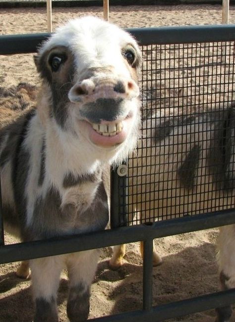 Humor Animal, Funny Horses, Cutest Animals, 웃긴 사진, Donkeys, Horse Stuff, Animal Jokes, Happy Animals, Sweet Animals