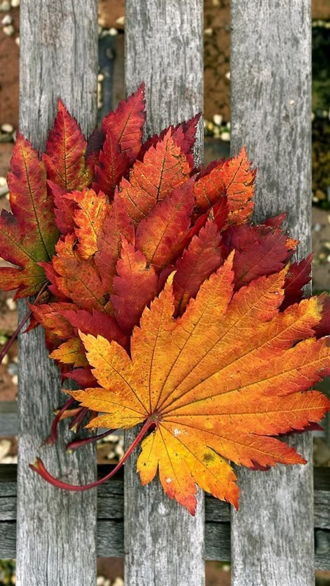 Yellow Leaf, I Love Autumn, Autumn Love, Seasons Autumn, Love Autumn, Autumn Colours, Autumn Scenes, Fabulous Fall, Autumn Scenery