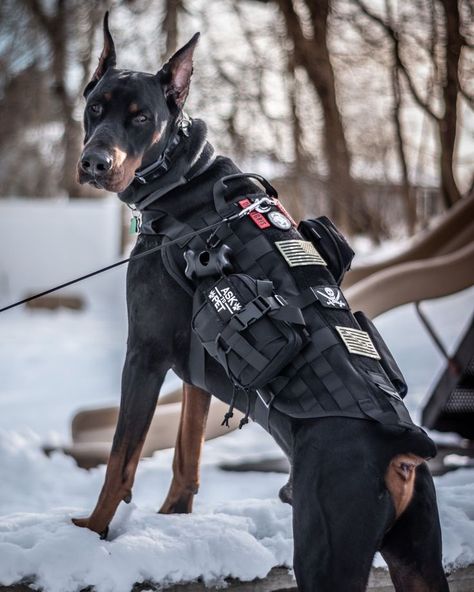 (paid link) Dog Harnesses | Dog harnesses designed to be durable, comfortable and safe for a short afternoon walk, an all day adventure or weekend road trips. Ultra Lightweight, padded ... Tactical Dog Gear, Dog Armor, Train Dog, Psychiatric Service Dog, Army Dogs, Service Dogs Gear, Service Dog Vests, Dog Vests, Doberman Pinscher Dog