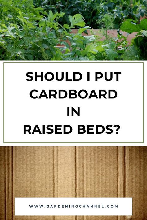 raised bed and cardboard with text overlay should i put cardboard in raised beds Vegetable Garden Beds, Vegetable Beds Raised, Raised Flower Beds, Vegetable Garden Raised Beds, Vegetable Bed, Weed Barrier, Gardening Zones, Plant Seedlings, Front Yard Garden Design