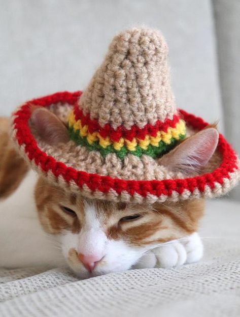 Cat Sombrero Sombrero for Cats Sombrero Hat with Ear Holes | Etsy Cats Outfits, Cactus Cafe, Hats For Cats, Kitten Clothes, Cat Hats, Sombrero Hat, Funky Hats, Taco Cat, Miniature Dogs