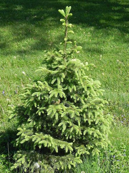 Wisconsin Nature at Home: Don't Plant That Spruce! Plant This One Instead. North Star White Spruce, White Spruce Tree Landscaping, Norway Spruce Tree Landscaping, White Spruce Tree, Wisconsin Nature, Norway Spruce Tree, Small Pine Trees, Colorado Blue Spruce, White Pine Tree