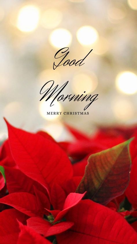 Good Morning Christmas Images, Good Morning Merry Christmas, Christmas Wishes Greetings, Christmas Greetings Quotes, Christmas Card Wishes, Good Morning Christmas, Christmas Wishes Quotes, Christmas Card Sayings, Merry Christmas Quotes