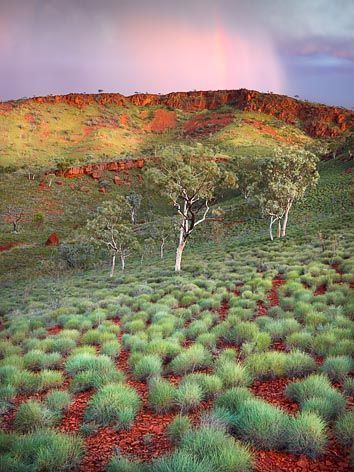 Australian Landscape Art, Landscape Photos Nature, Australia Scenery, Australia Painting, Landscape Australia, Gardens Australia, Great Barrier Reef Australia, Australian Landscapes, Australian Desert