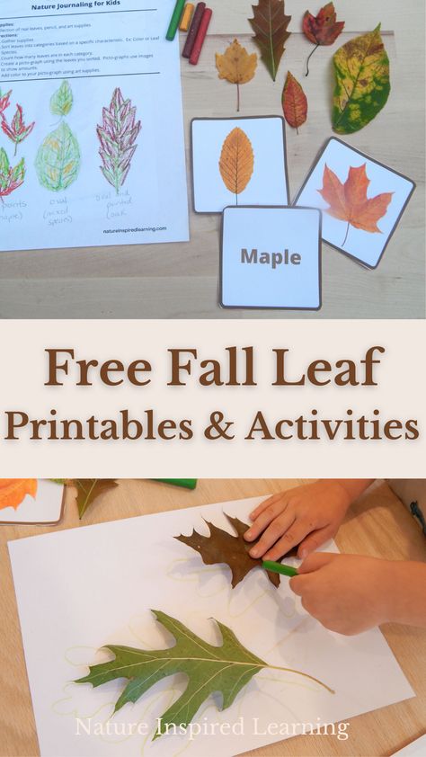 Fall Leaf Worksheets For Preschool, Leaf Graphing Preschool, Tree Leaf Identification Free Printable, Leaf Scavenger Hunt, Nature Journal Prompts, Leaf Tracing, Forest Unit, Leaf Lessons, Preschool November