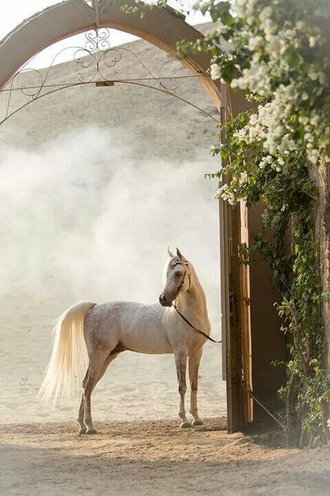 Grey Arabian Horse, White Arabian Horse, Horse Conformation, Desert Horse, Horse Standing, Arab Horse, Beautiful Horses Photography, Beautiful Horse Pictures, Beautiful Arabian Horses