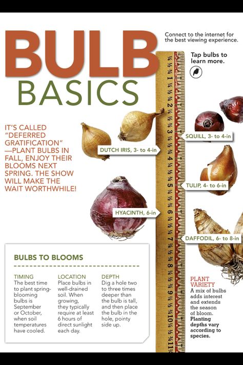 Plant your bulbs in the fall to enjoy the show in the spring. Urban Gardening Ideas, Bulb Planting, Plant Bulbs, God's Timing, Tattoo Plant, Fall Gardening, Fall Planting, Planting Guide, Fall Bulbs