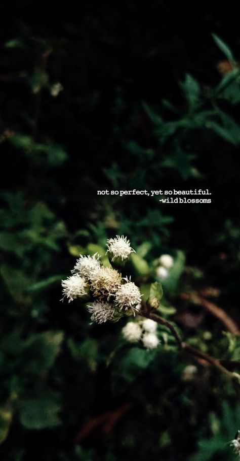 not so perfect, yet so beautiful.  #wildblossoms #quotes Asthetic Quote For Instagram Post Short, Plants Quotes Green, Quotes On Flowers Thoughts, Beautiful View Quotes, Flowers Quotes Aesthetic, Snapchat Bio, Caption For Nature Beauty, Greenery Quotes, Flower Quotes Short