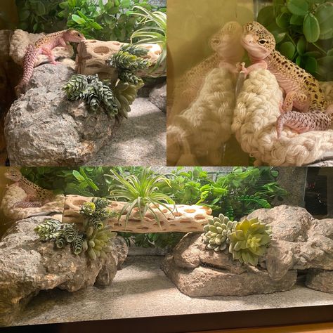 My leopard gecko really likes to utilize all the space around his enclosure, so I created this habitat for him to explore and climb. The ledge by far is my boy’s favorite spot. I crocheted the little ‘lounger’ and just attached it to a soap dish. #leopardgecko #leopardgeckos #reptileterrarium #reptiles #reptilecage Spotted Gecko Habitat, Spotted Leopard Gecko, Leopard Gecko Natural Habitat, Lepord Gecko Enclosure Ideas, Leopard Gecko Terrarium Ideas Bioactive, Leopard Gecko Vivarium, Leopard Gecko Cage Ideas, Diy Leopard Gecko Habitat Ideas, Leopard Gecko Bioactive Tank