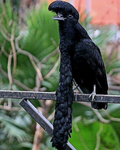 Long-Wattled Umbrella Bird Umbrella Bird, Birding Journal, Bird Facts, Fringe Hairstyles, Big Bird, Tropical Birds, Exotic Birds, Bird Pictures, Bird Photo