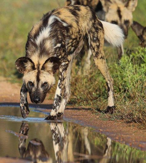 📌 African wild dog African Painted Dog, Painted Dogs, Painted Dog, African Wild Dog, Wild Dog, Personal Aesthetic, Wild Dogs, Ap Art, Zoology