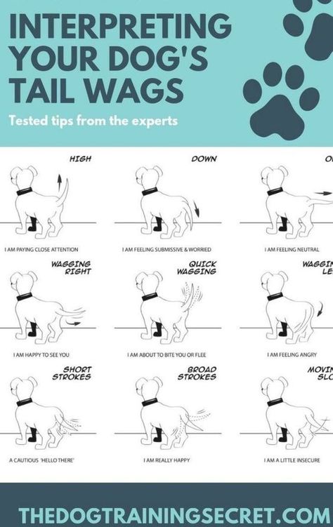 What does your dog�s tail wagging mean?#dog #dogtraining #puppytraining Dog Stroking For Beginners, Pet Healing, Dog Body Language, Tail Wagging, Dog Language, Bad Behavior, Dog Brain, Dog Facts, Dog Hacks