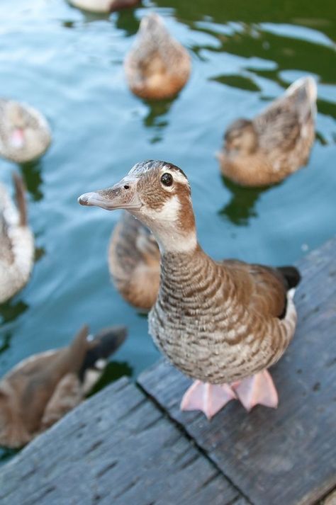 Cute Goose, Silly Goose, Pretty Animals, Small Animals, Cute Animal Photos, Cute Creatures, Sweet Animals, Animal Photo, Cute Little Animals