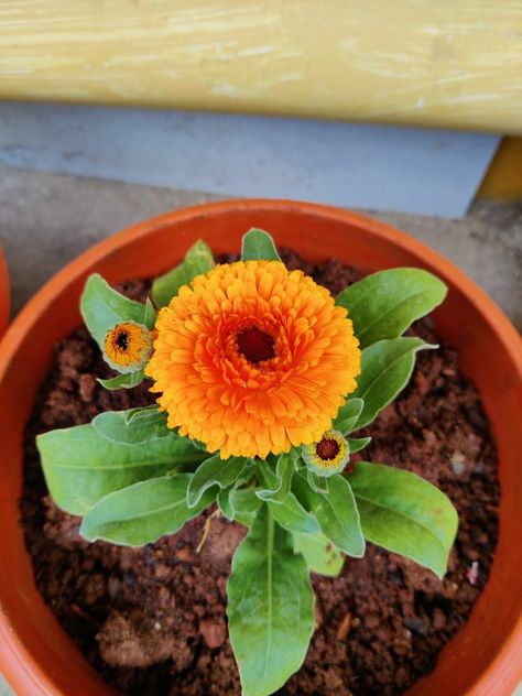 Calendula officinalis the pot marigold Pot Marigold, Calendula Officinalis, Plants