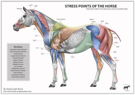 stresspointsweb Equine Massage Therapy, Equine Acupressure, Horse Massage, Equine Massage, Equine Care, Horse Facts, Equine Therapy, Horse Info, Horse Anatomy