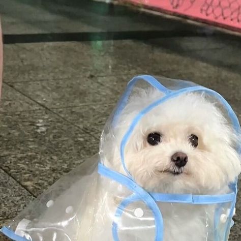 dadapropro on Instagram: "Rainy day☔️☔️  - - - cr:xifanmantoh/xhs #dog #puppy #raninyday #cutepet #petlovers" Cute White Puppies, Maltipoo Dog, Small Puppy, Dog Icon, Cute Animals Puppies, Funny Animal Photos, White Puppies, Baby Animals Pictures, Cute Little Puppies