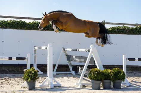 Horse Free Jumping, Jumping Horses, Horse Collection, Show Jumping Horses, Hanoverian, Horse Aesthetic, Pose References, Horse Jumping, Show Jumping