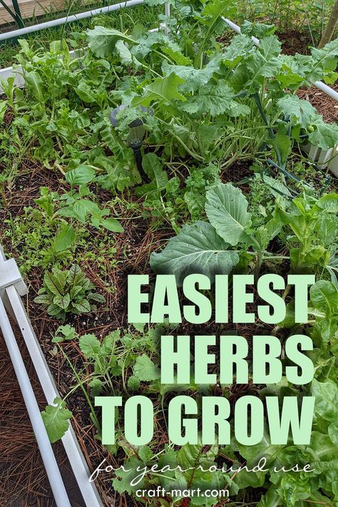 When it comes to growing perennial herbs, it's important to choose the right ones for your particular environment and level of expertise. While some herbs are hardier and easier to grow than others, some require more specialized care and attention. Most importantly, if you're new to herb gardening, it's best to begin with herbs that are resilient. Some of the easiest perennial herbs to grow include thyme, oregano, mint, and chives. Herbs That Grow In Shade Outdoors, Grow Thyme Indoors, Best Herbs To Grow In Texas, Easiest Herbs To Grow Outdoors, Perennial Herb Garden, Easiest Herbs To Grow, Beginner Medicinal Herb Garden, Best Herbs To Grow, Easy Herbs To Grow