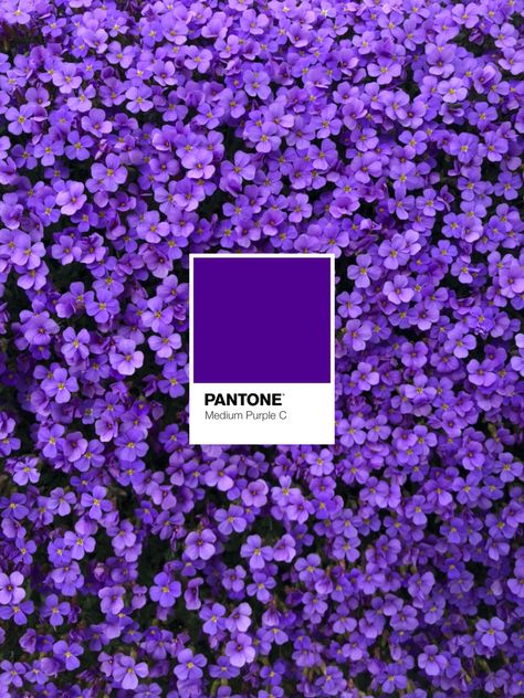 Purple Pantone flowers Viola Pantone, Pantone Viola, Pantone Purple, Viola Flower, Purple Flowers Wallpaper, Wallpaper Purple, Flowers Wallpaper, Medium Purple, Fashion Inspiration Design