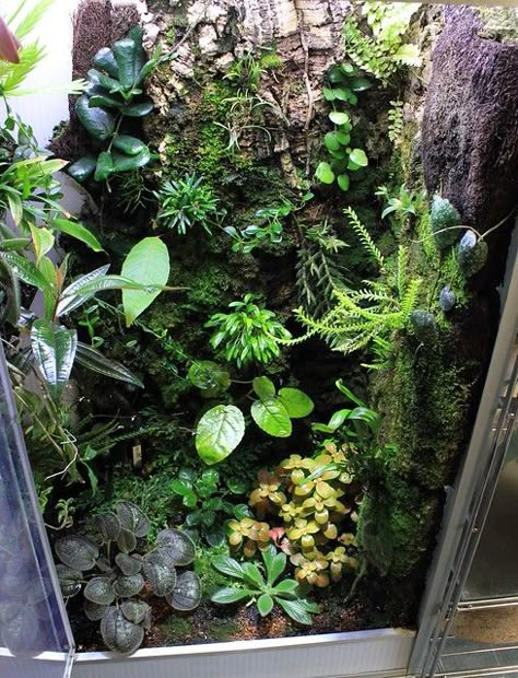 Bioactive Vivarium Crested Gecko, Dart Frog Terrarium, Bioactive Vivarium, Frog Terrarium, Gecko Terrarium, Taman Air, Reptile House, Aquarium Led, Reptile Enclosure